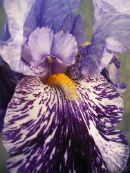  Iris Millennium Falcon 