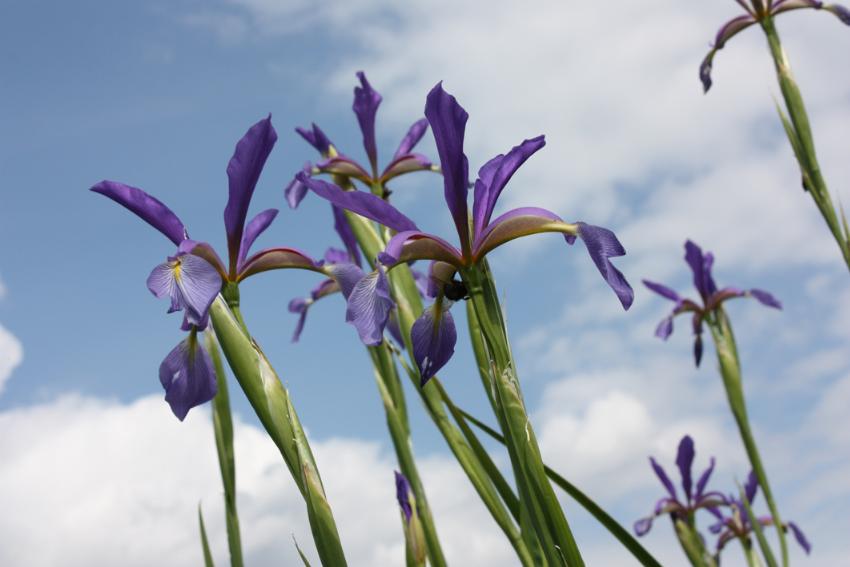  Iris Lenkoran - spuria 