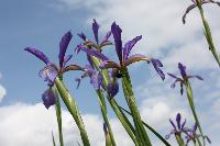  Iris Lenkoran - spuria 
