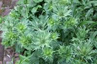  Eryngium giganteum 