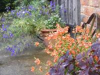  Diascia Tangerine 