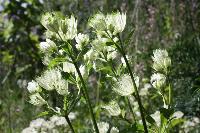  White Astrantia seedling 