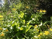  Inula gigantea 