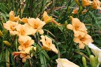  Hemerocallis Naomi Ruth 