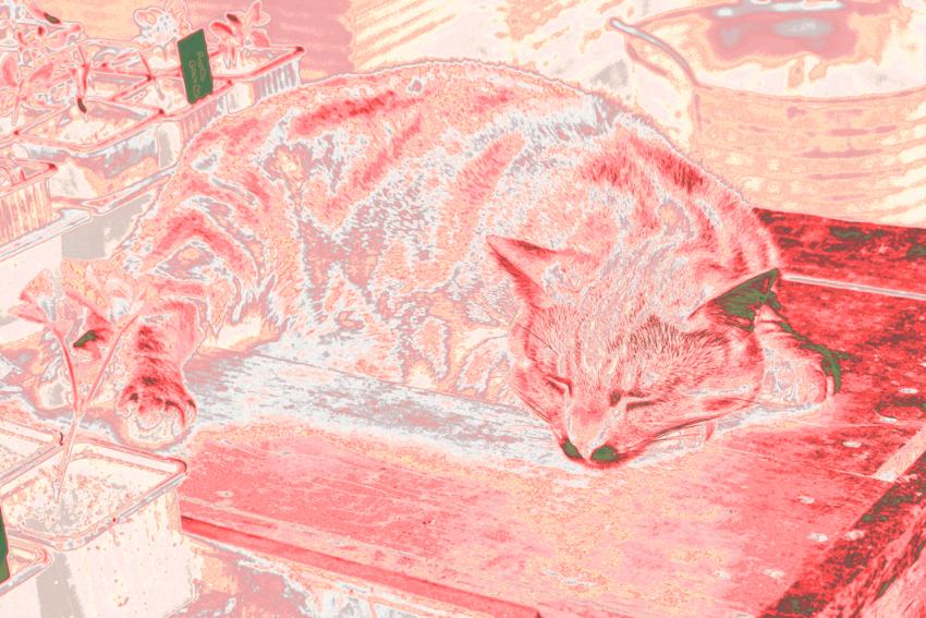  Esmi - our cat 