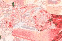  Esmi - our cat 