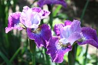  Iris 'Stephen Wilcox'  
