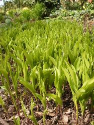  Lily of the Valley, Aulden 
