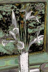  After the iris show, three Dutch iris going over 