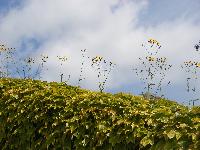  Guess which garden? - not Aulden 