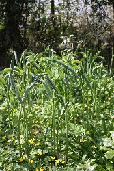  Solomon's Seal, Aulden 