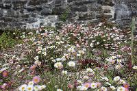  Erigeron karvinskianus, Aberglasney 