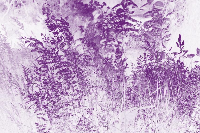  Grasses, Aulden 
