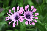  Osteosperumum, Powis Castle 