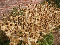  Miss Willmott's Ghost, Erddig 