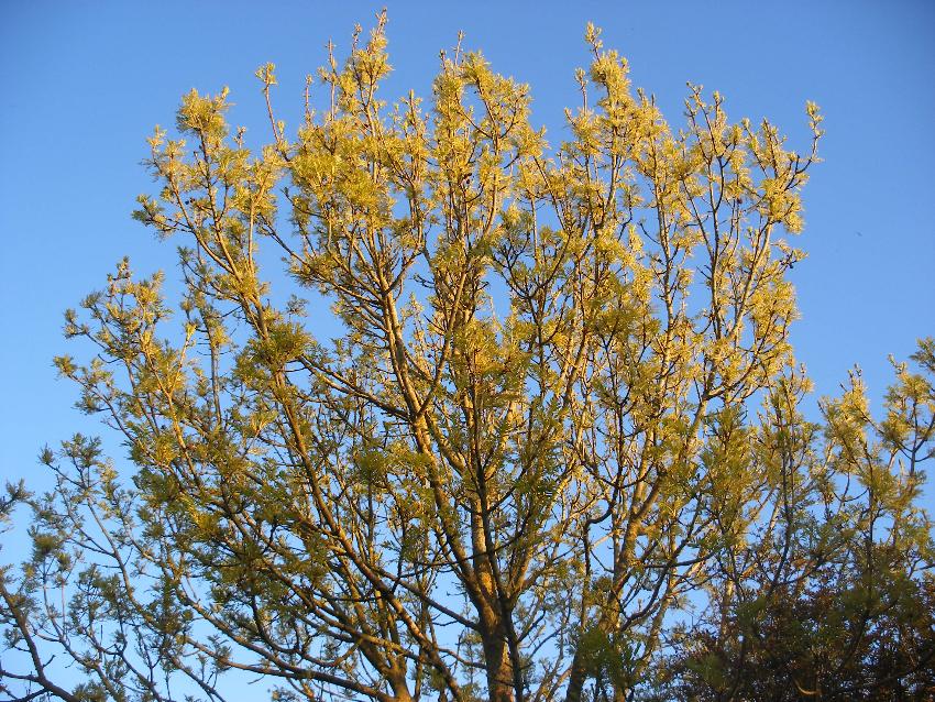  Golden Ash, Aulden 