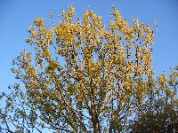  Golden Ash, Aulden 