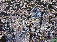  Llanfoist - leaves on the canal 