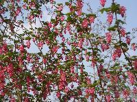  Ribes Pulborough Scarlet 