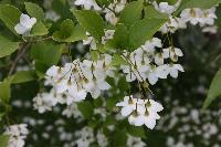  Styrax japonica 