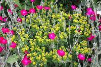  Lychnis coronaria through Euphorbia 