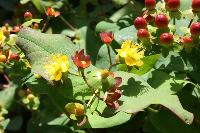  Hypericum at The Cross, Coddington 