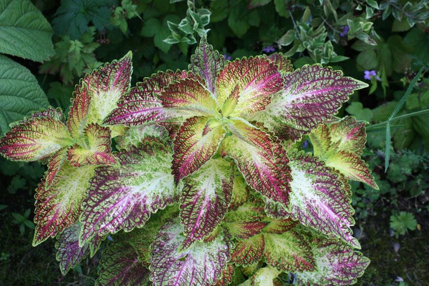  Coleus seedling 