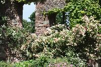  Wilton Castle 