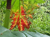  Rheum palmatum, Aulden Farm 