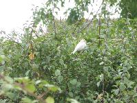  Stoke Bruerne  - a horrible photo, but how many times do you see a white House Sparrow 