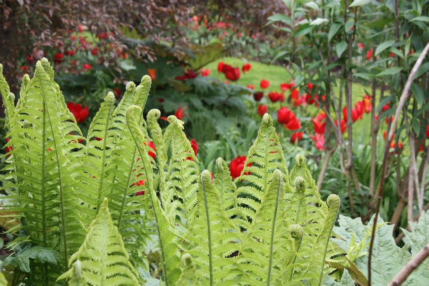  Hidcote NT 