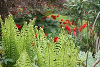  Hidcote NT 