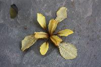  Iris foetidissima - yellow form, Aulden  