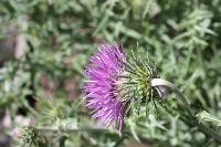 Thistle, Colby Woodland Garden 
