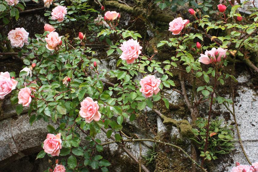  Lanhydrock NT 