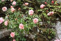  Lanhydrock NT 