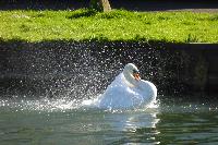  Swan washing, Gloucester Ship Canal 