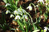  Snowdrops, Ivy Croft 