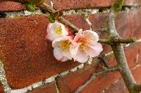  Chaenomeles at Chalke Abbey NT 