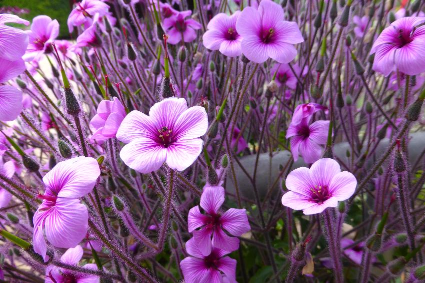  Hidcote NT 