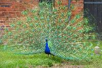  Moseley Old Hall NT 
