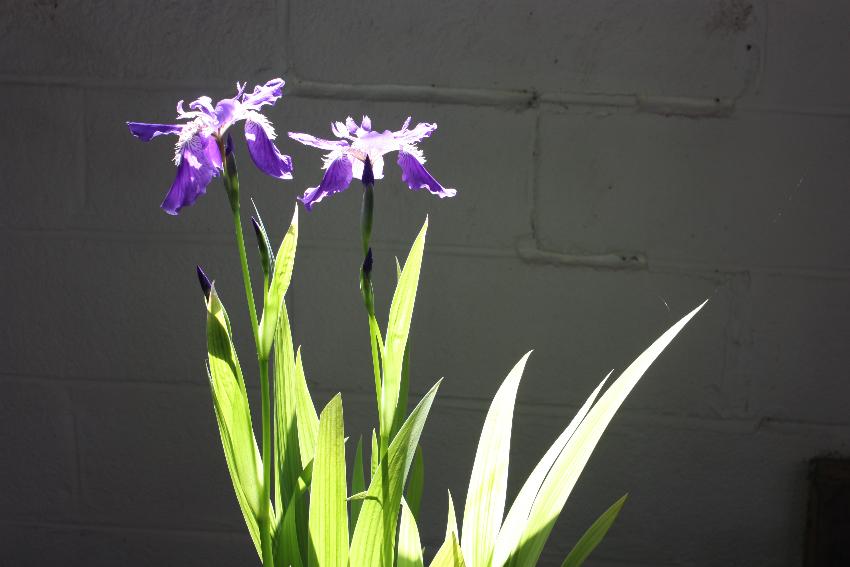  Iris tectorum 