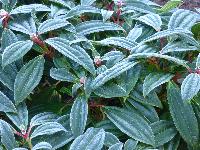  Viburnum davidii - February 2016 