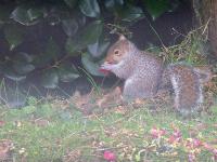  Squirrel eating Camelia flowers, Gillan - February 2016 