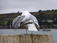  Seagull preening, Cornwall - February 2016 