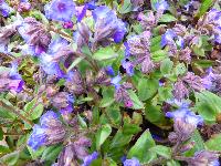  Pulmonaria …. - March 2016 