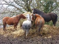  Ponies seen old the old railway path between Brynmawr and Llanfoist - March 2016 