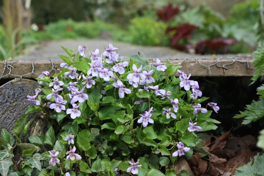  Violets tucked under bridge at Aulden Farm - April 2016 