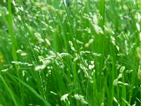  Grasses, Aulden Farm - May 2016 