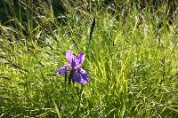  Iris 'Tropic Night' before Carex elata 'Aurea', Aulden Farm - June 2016 